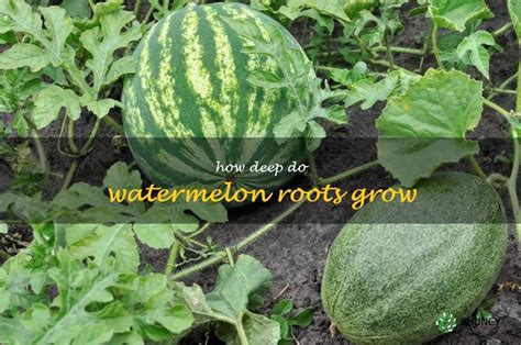 The Journey of Watermelon: Tracing Its Roots from the Ancient Sands to Modern Times