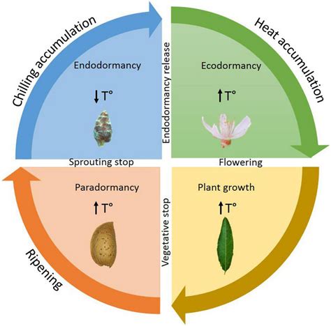 The Journey of a Seed: From Dormancy to Life