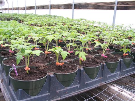 The Journey of a Tomato: Cultivating, Harvesting, and Preparing for Optimal Flavor