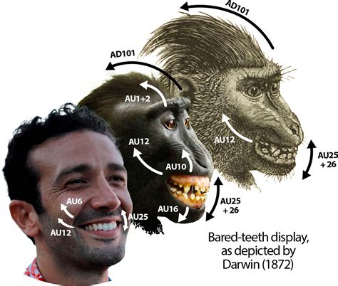 The Journey to Achieving Renowned Status in Primatology