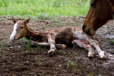 The Journeys of Stage Equines: From Birth to Fame