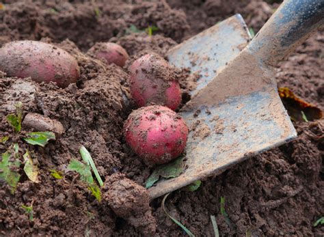 The Joy of Cultivating Your Own Spuds