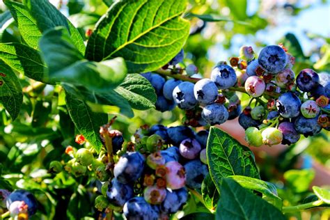 The Joy of Harvesting Fresh Blueberries in the Morning Sun