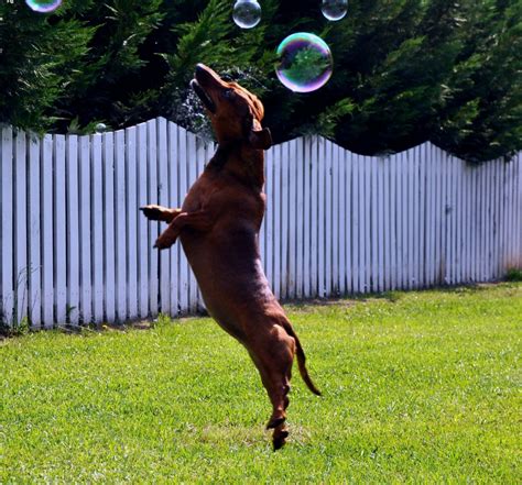 The Joy of Having an Energetic, Lively Pooch