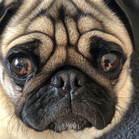 The Joy of Pug Ownership: Unveiling the Enchantment Behind this Adorable Canine