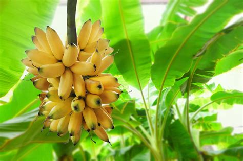 The Joyful Adventure of Cultivating a Petite Banana Plant