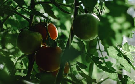 The Key to Cultivating Flawless Tomatoes