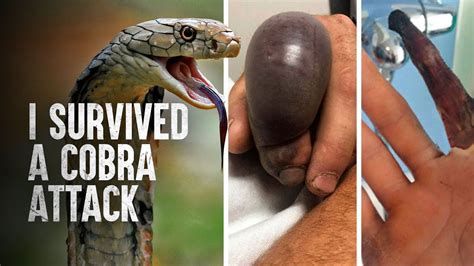 The King Cobra's Foes: A Struggle for Survival