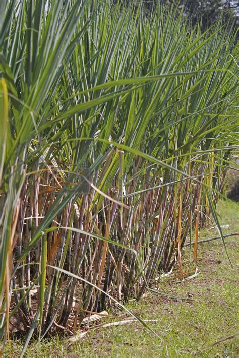 The Laborious Cultivation of Saccharum officinarum