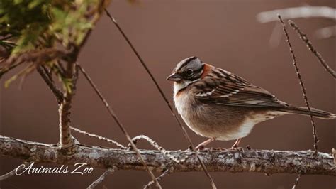 The Language of Birds: Unlocking the Enigma of Avian Interaction