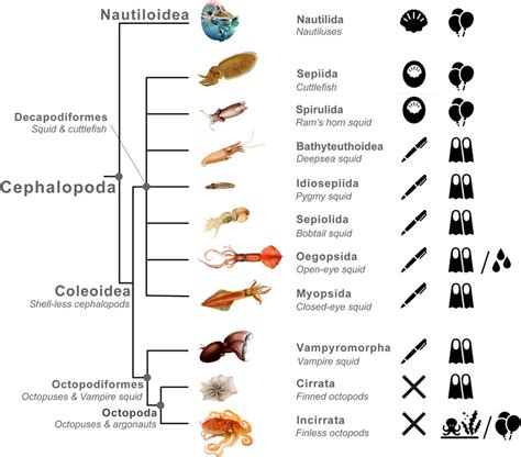 The Language of Dreams: How Consumption by the Cephalopod Represents Personal Development