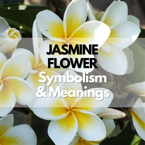 The Language of Flowers: Exploring the Meaning Behind Jasmine