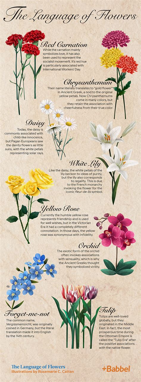 The Language of Flowers: Revealing Their Symbolism