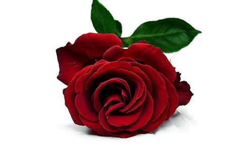 The Language of Love: Red Roses as a Symbol of Romance