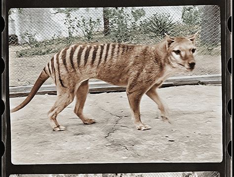 The Last of its Kind: Rare Footage of the Enigmatic Tasmanian Creature in the Natural Habitat