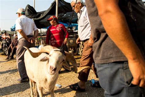 The Legend of the Slaughtered Goat