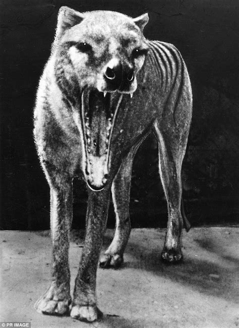 The Legend of the Thylacine: Myth or Reality?