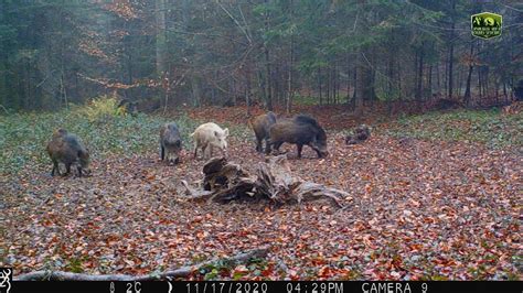 The Legend of the White Boar: Origins and Folklore