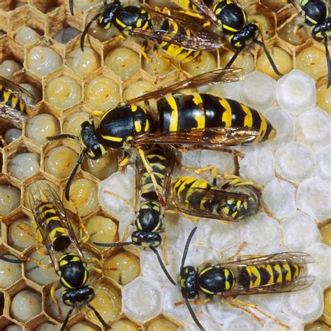 The Legendary Origins of Mythical Dream Queen Wasp