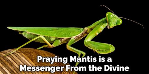 The Legends and Tales Behind the Symbolism of Praying Mantis