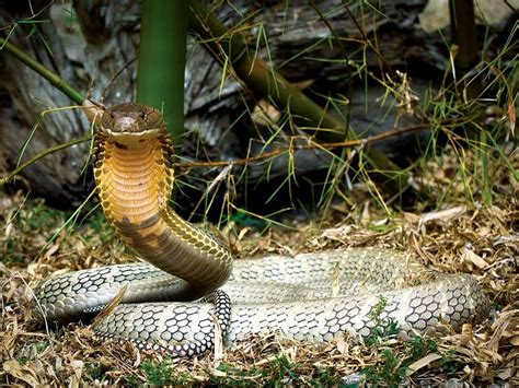 The Lethal Poison: The Venomous Arsenal of the King Cobra