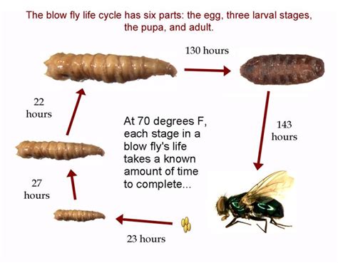 The Life Cycle of Maggots: From Egg to Flesh-Eating Larvae