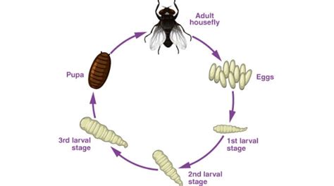 The Life Cycle of Maggots: From Eggs to Creepy Crawlers