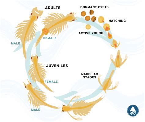 The Lifecycle of Petite Shrimps: Journeying from Egg to Grown-Up in a Tiny Universe