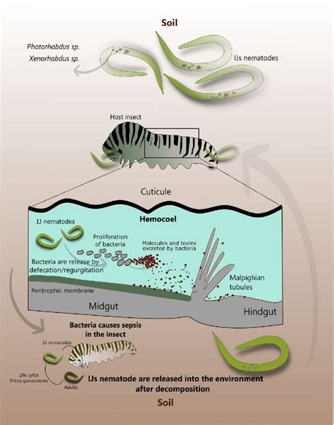 The Lifecycles of Minuscule Pale Nematodes