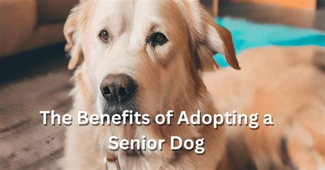 The Lifelong Advantages of Adopting a Canine Companion