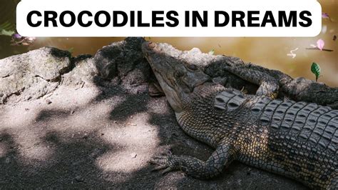 The Link Between Crocodile Dreams and Profound Emotional Triggers