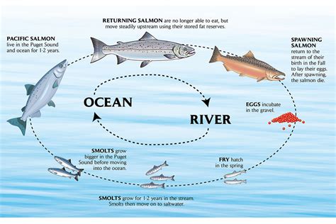 The Link Between Dreams of Salmon and Personal Growth