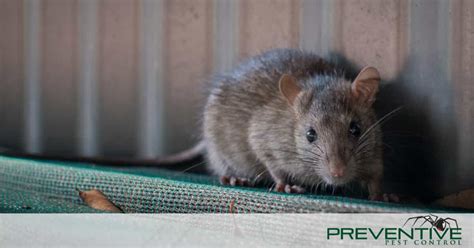 The Link Between Dreams of a Rat Infestation and Personal Relationships