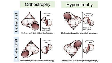 The Link Between Encountering a Gastropod and Personal Development