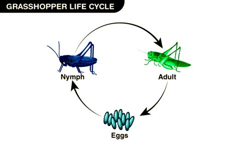 The Link Between Grasshoppers and Personal Development