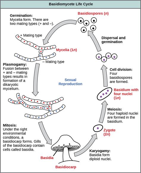 The Link Between Moisture and the Proliferation of Fungi