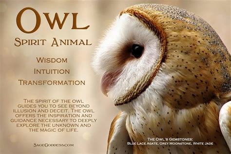 The Link Between Owls and Spiritual Enlightenment