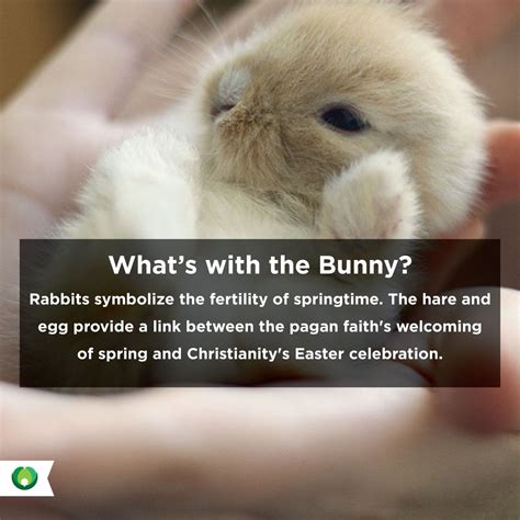 The Link Between Rabbits and Fertility