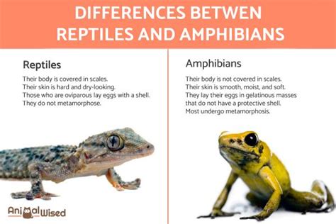 The Link Between Reptiles and Metamorphosis