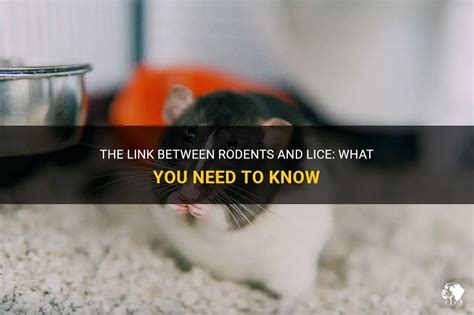 The Link Between Rodents, Cuisine, and Personal Experiences