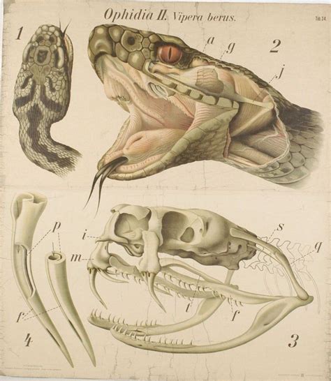 The Link Between Serpent Skeletal Structures and Concealed Phobias