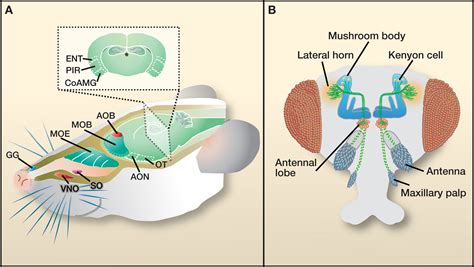 The Link between Dreams, Olfactory Sensations, and Memory