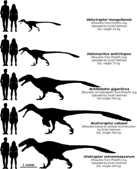 The Link between Dreams and Real-Life Encounters with Crimson Raptors