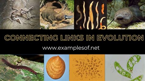 The Link between Reptiles and Personal Development