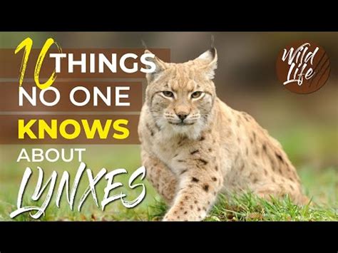 The Lynx as a Powerful and Enigmatic Creature