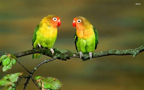 The Magic and Mystery of Love Birds