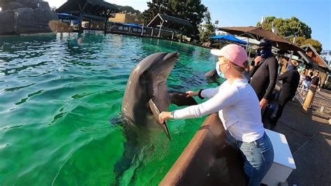 The Magic of Dolphin Encounter Tours