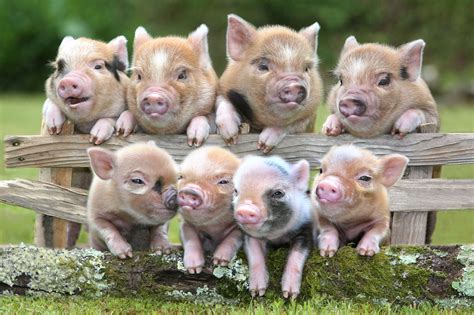 The Magic of Miniature Pigs: Discover Their Irresistible Charm