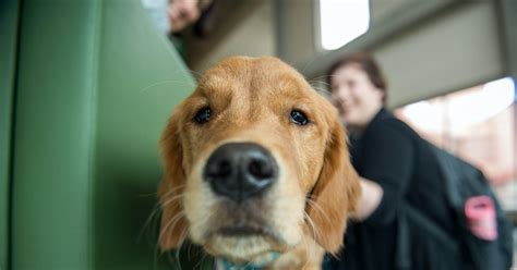 The Magic of Play: How Pups Can Alleviate Stress and Foster Happiness