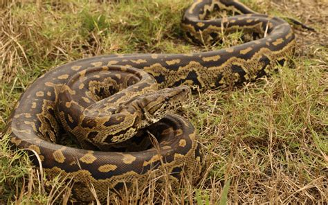 The Magnificence and Variety of Pythons